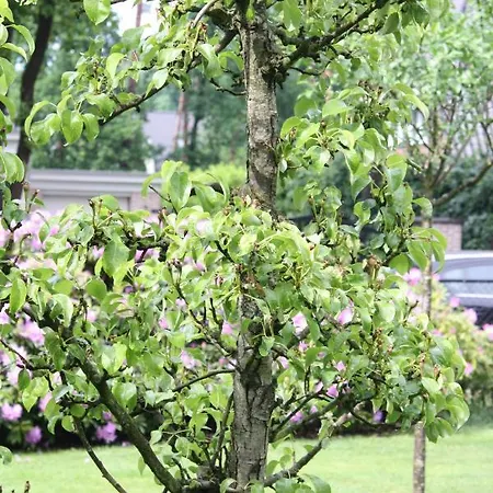 Alojamento de Acomodação e Pequeno-almoço Op 't Leven