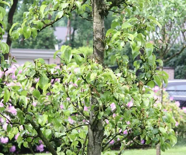 Bed & Breakfast Op 't Leven